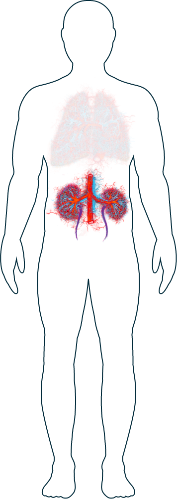 Ilustración de los riñones